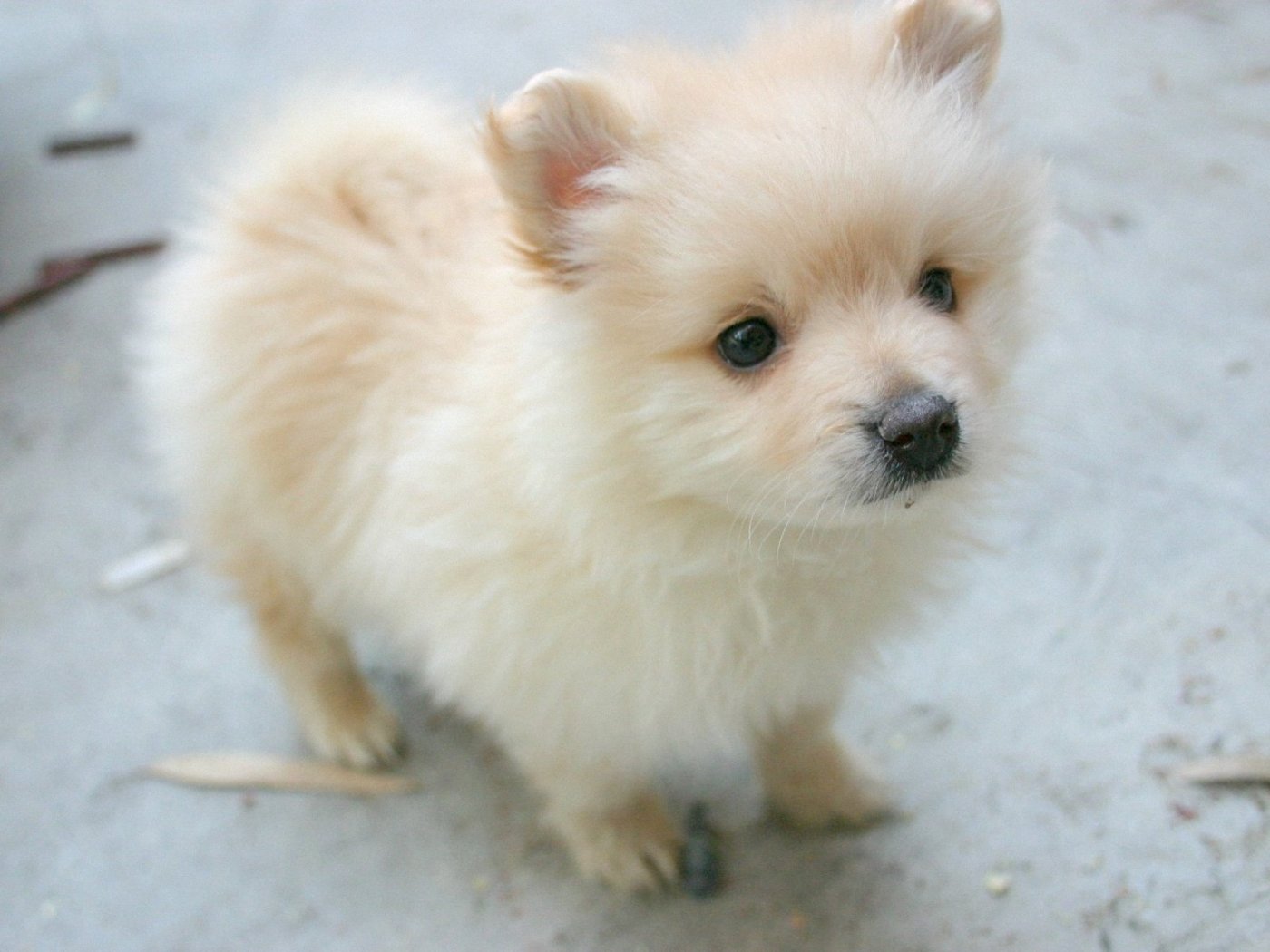 Cute Pomeranian Dog Wallpaper - Pomeranian Maltese Full Grown - HD Wallpaper 