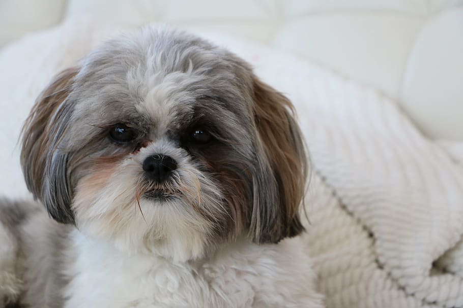 Adult Gray And White Shi Tzu Next To White Textile, - White And Grey Shih Tzu - HD Wallpaper 