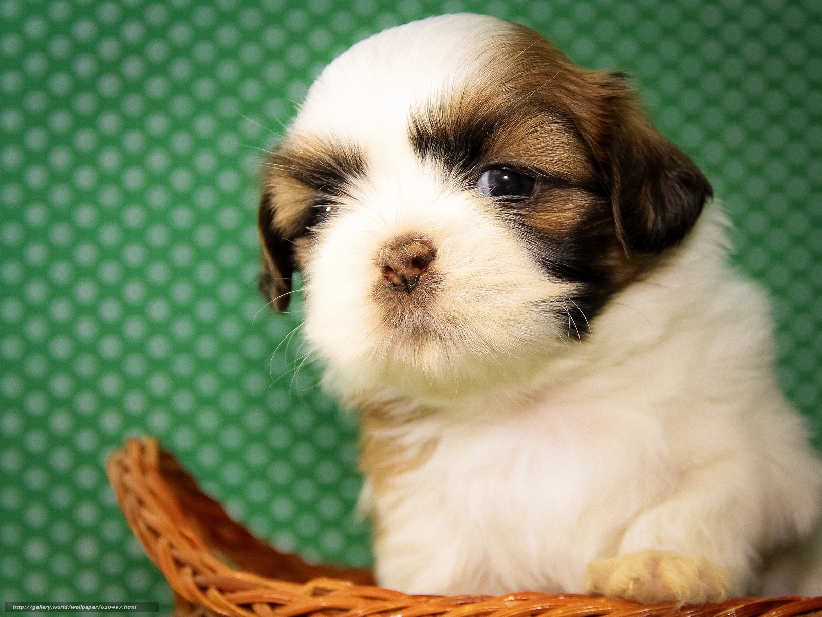 Download Wallpaper Shih Tzu, Dog, Puppy, Baby Free - World Cup Black And White - HD Wallpaper 