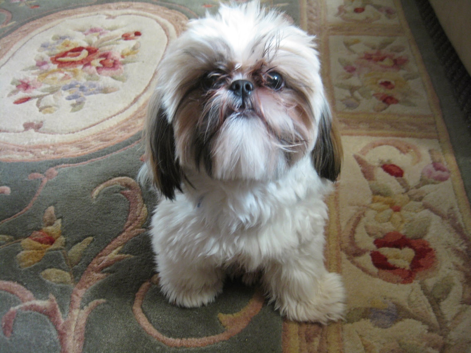 Shih Tzu On Carpet - HD Wallpaper 