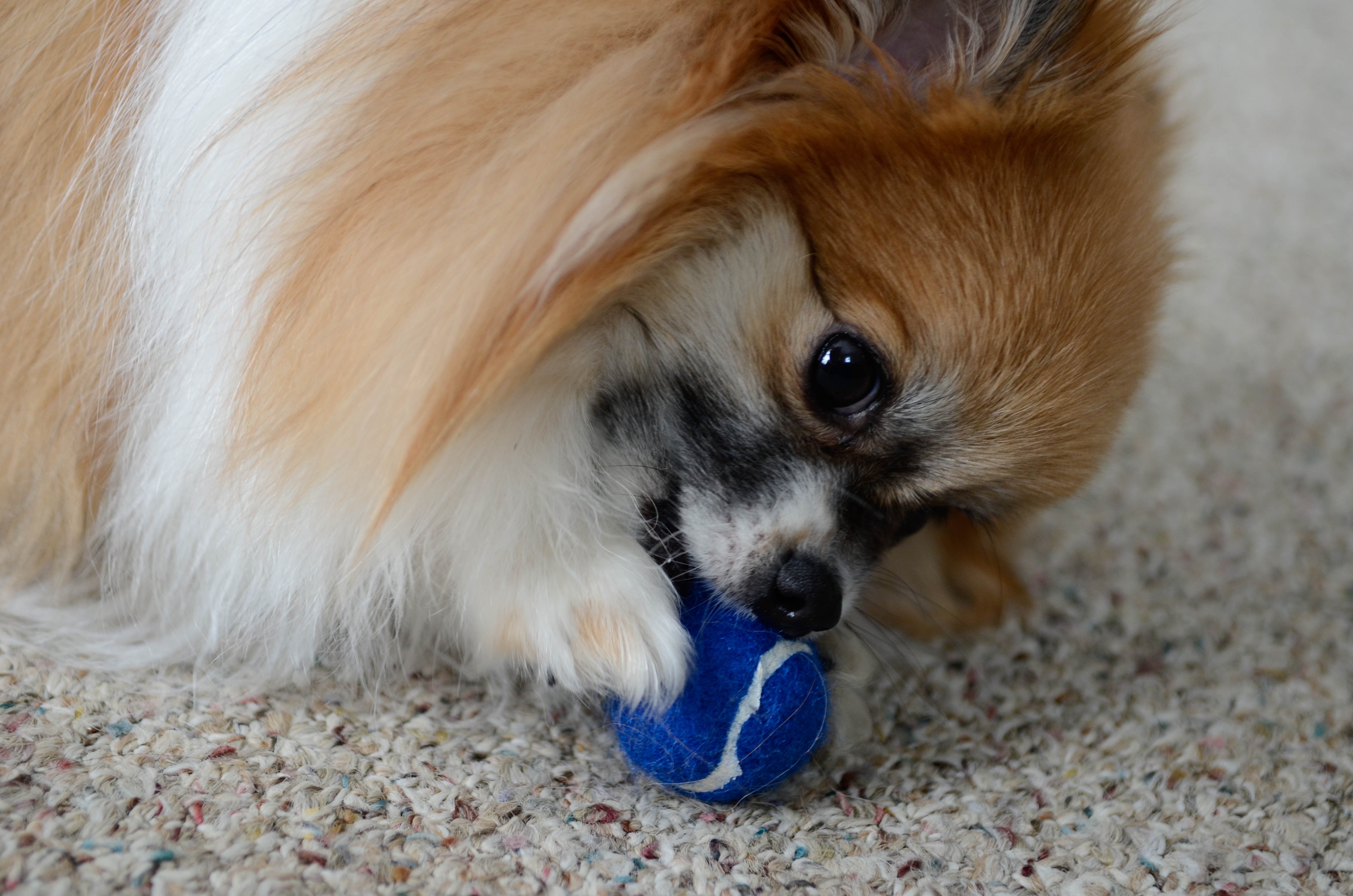 Pomeranian Dog With A Ball Wallpaper - Pomeranian - HD Wallpaper 