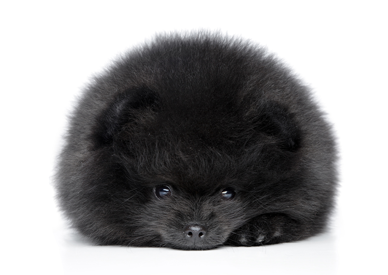 Chow Chow - HD Wallpaper 