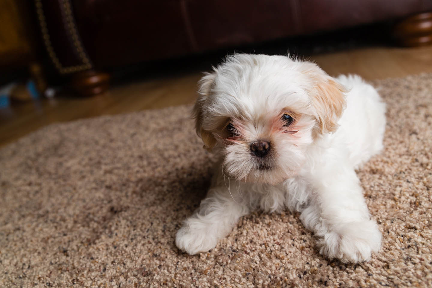 Shih Tzu Puppy White - HD Wallpaper 