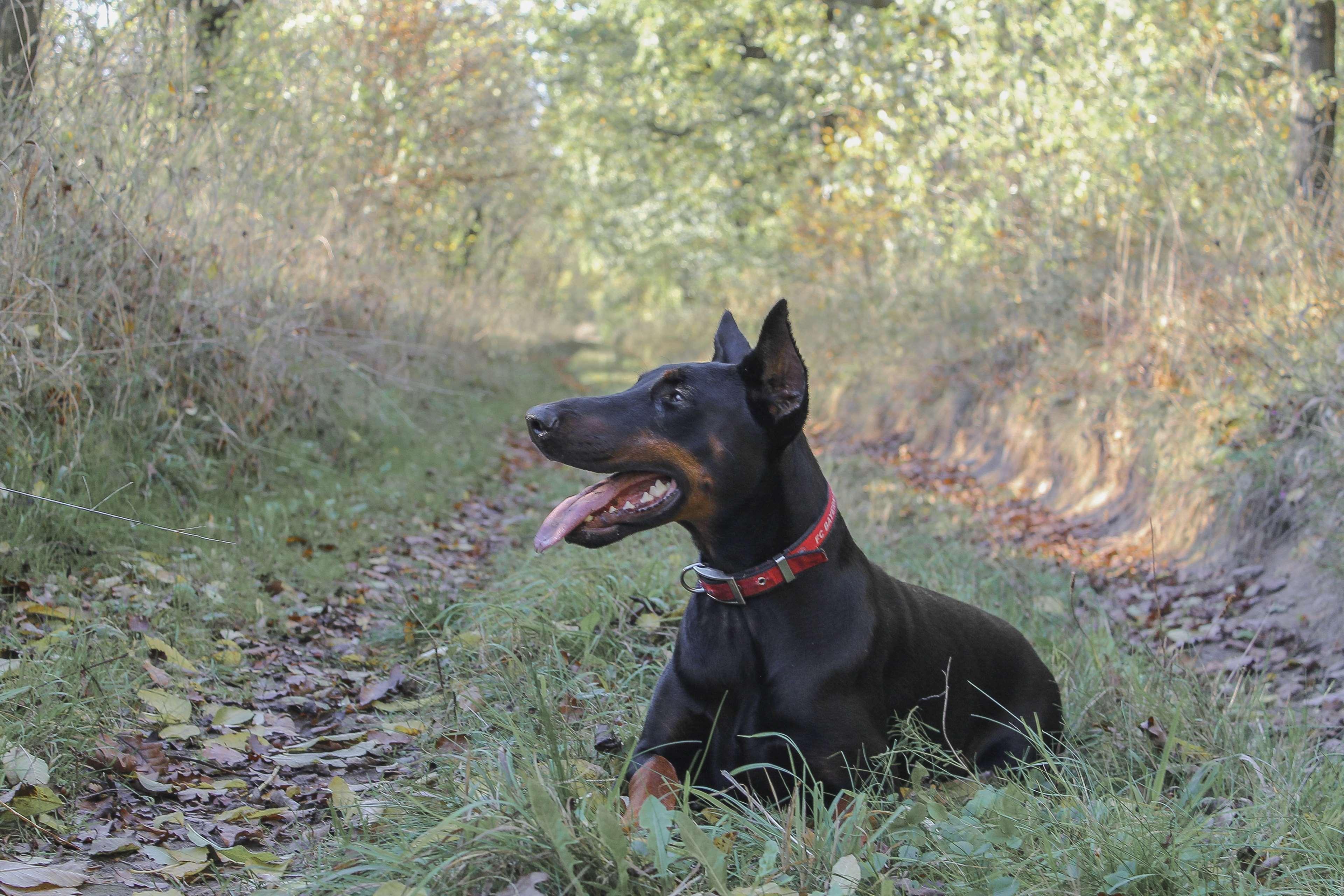 Dobermann Wallpaper - Doberman In Field - HD Wallpaper 