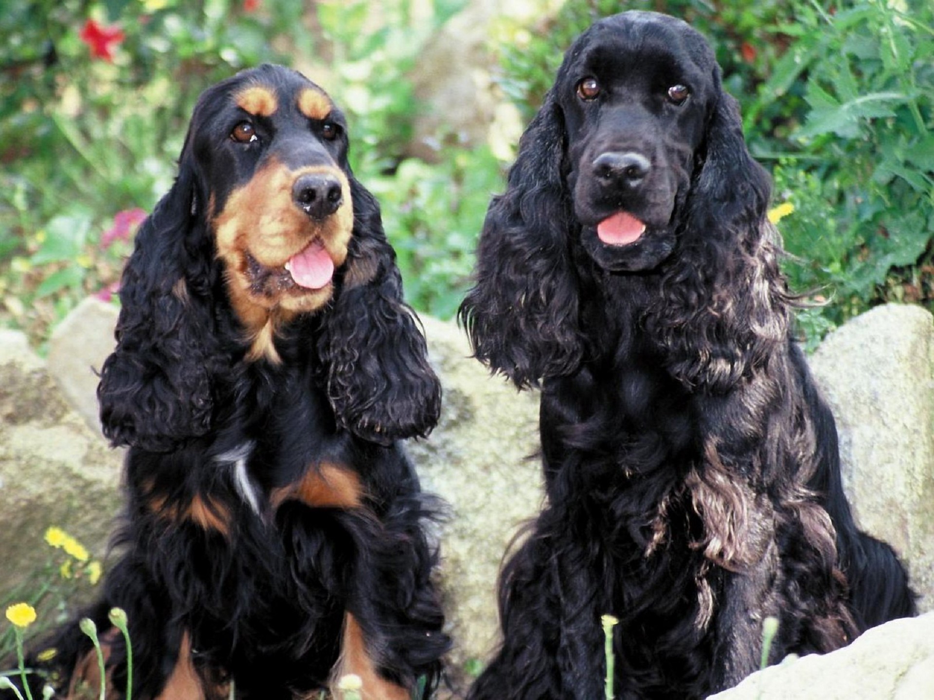 English Cocker Spaniel Wallpaper 
 Data Src Best Cocker - Miniature Cocker Spaniel Black - HD Wallpaper 
