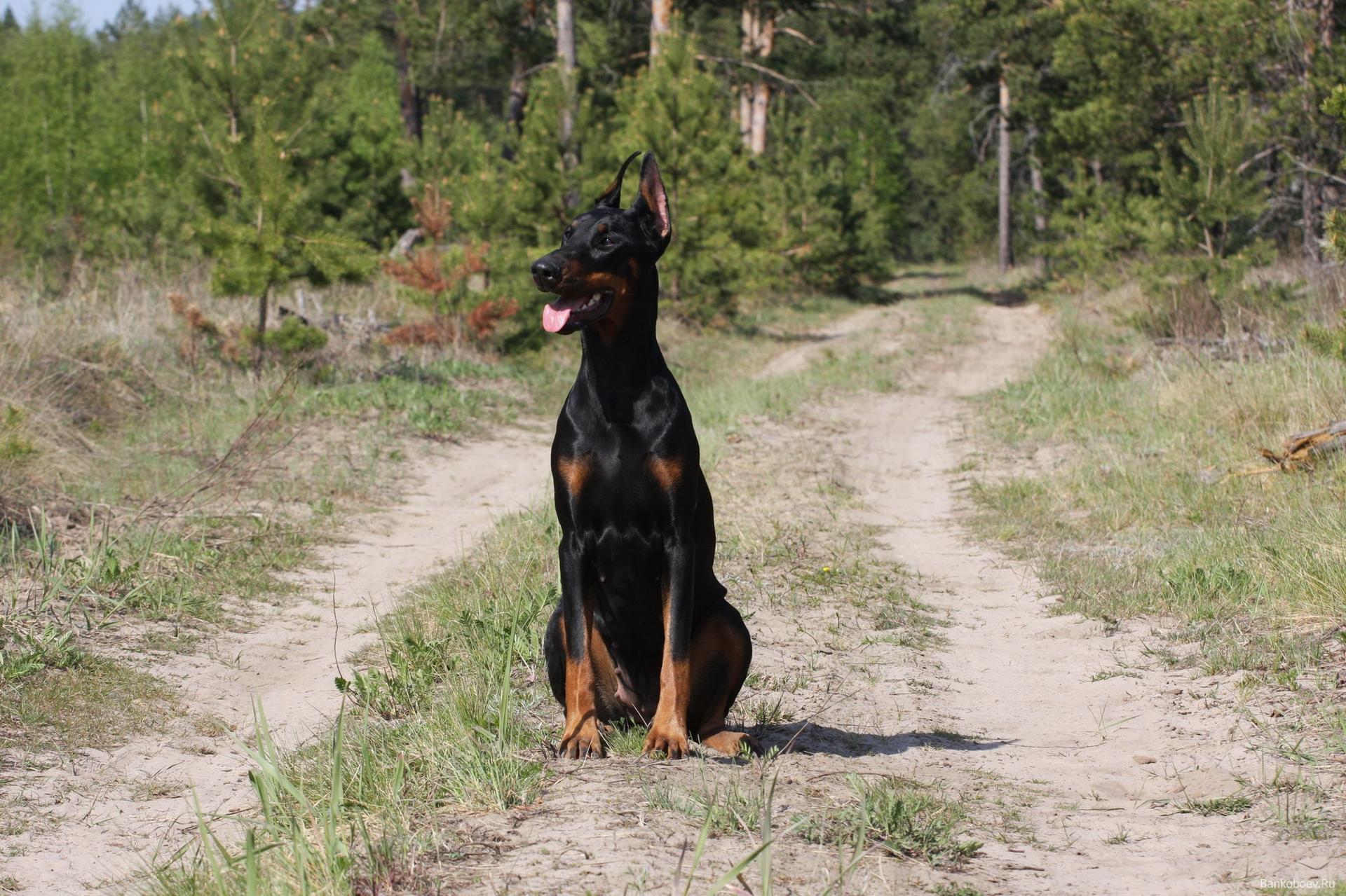 Dobermann - HD Wallpaper 