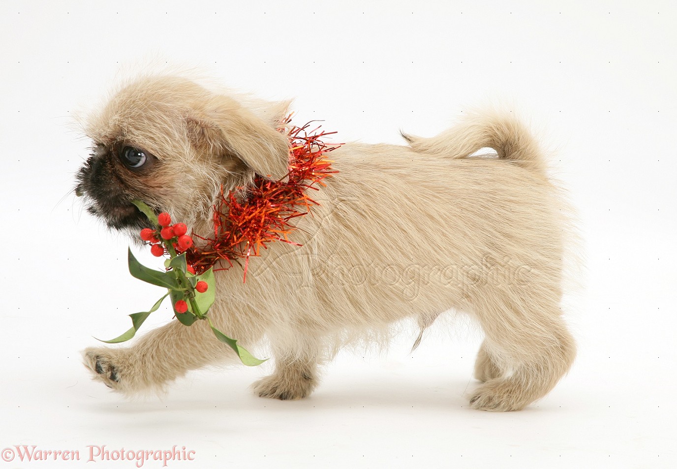 Puppy - HD Wallpaper 