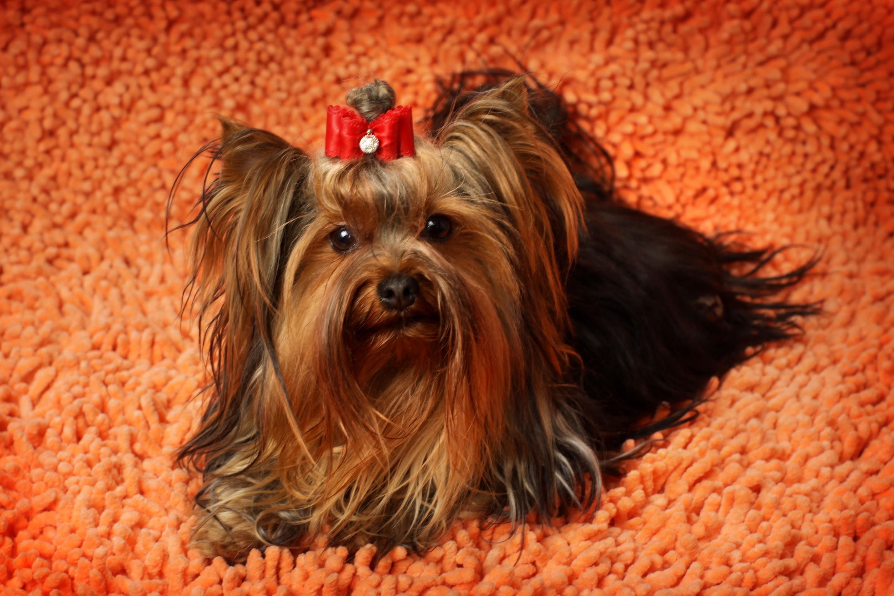 Yorkshire Terrier, Face, Fluffy - Fondos De Pantalla De Perritos Pequeños - HD Wallpaper 