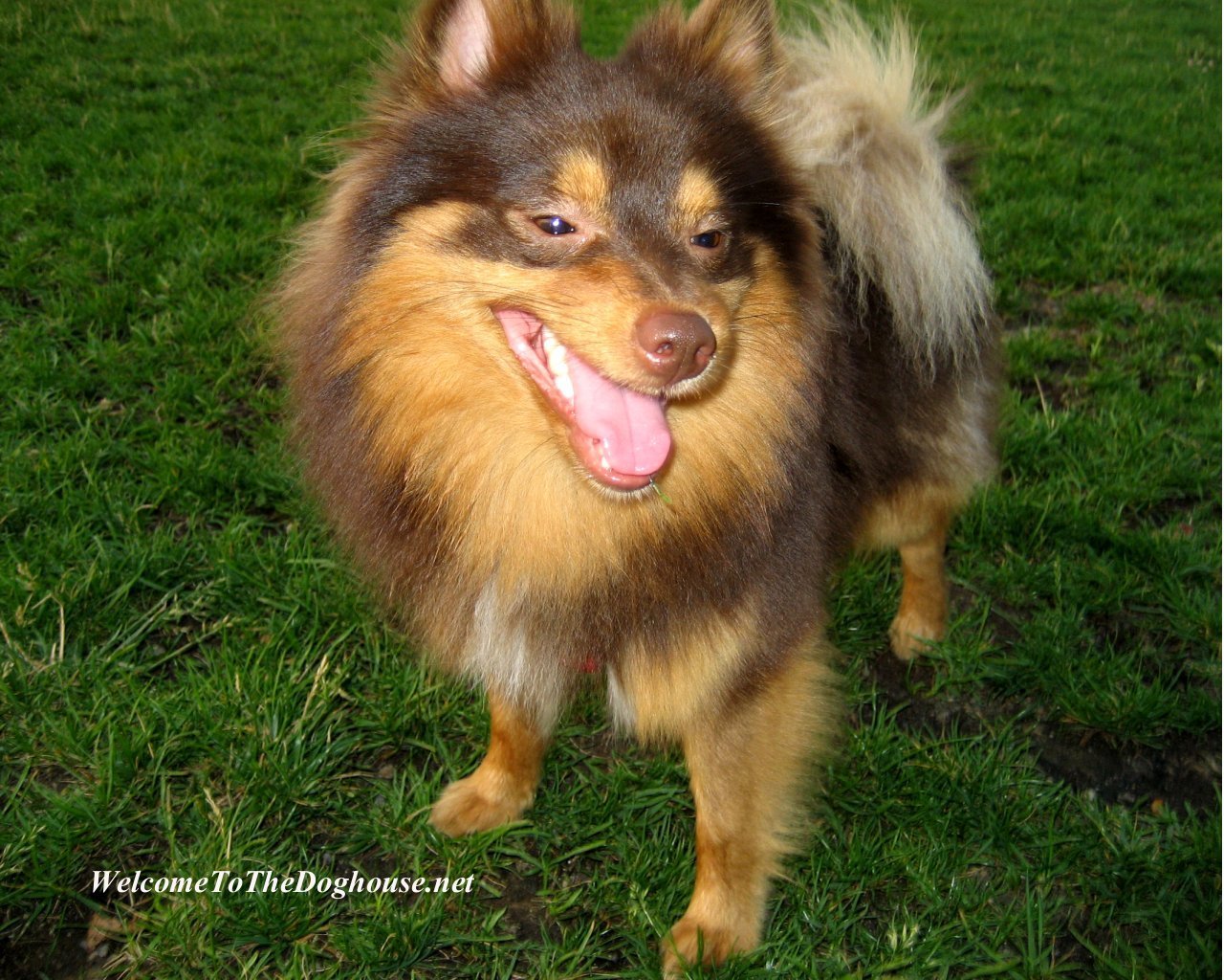 Pomeranian - German Spitz Klein - HD Wallpaper 