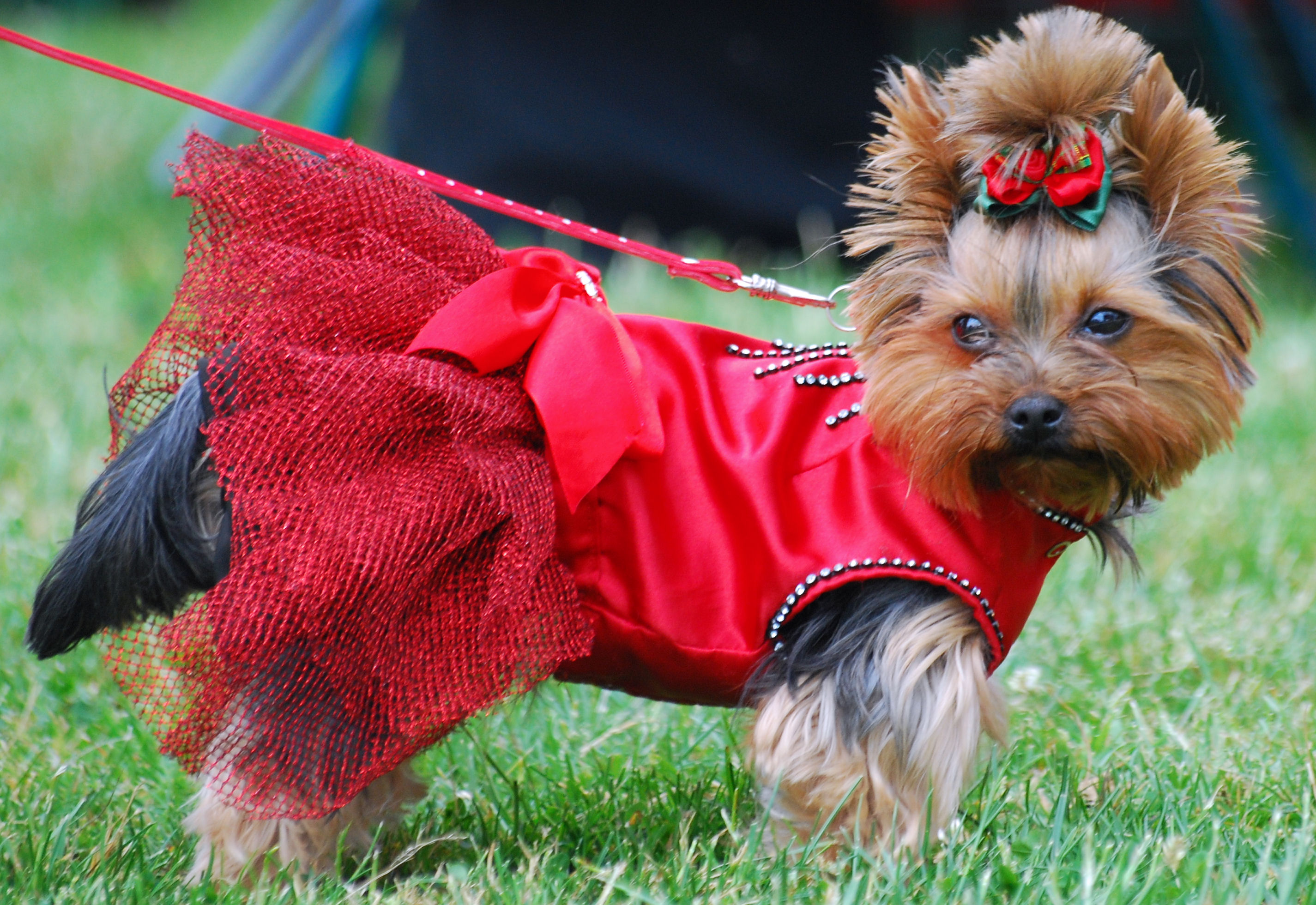 Yorkshire Terrier Dog In The Red Dress Wallpaper - Yorkshire Terrier - HD Wallpaper 