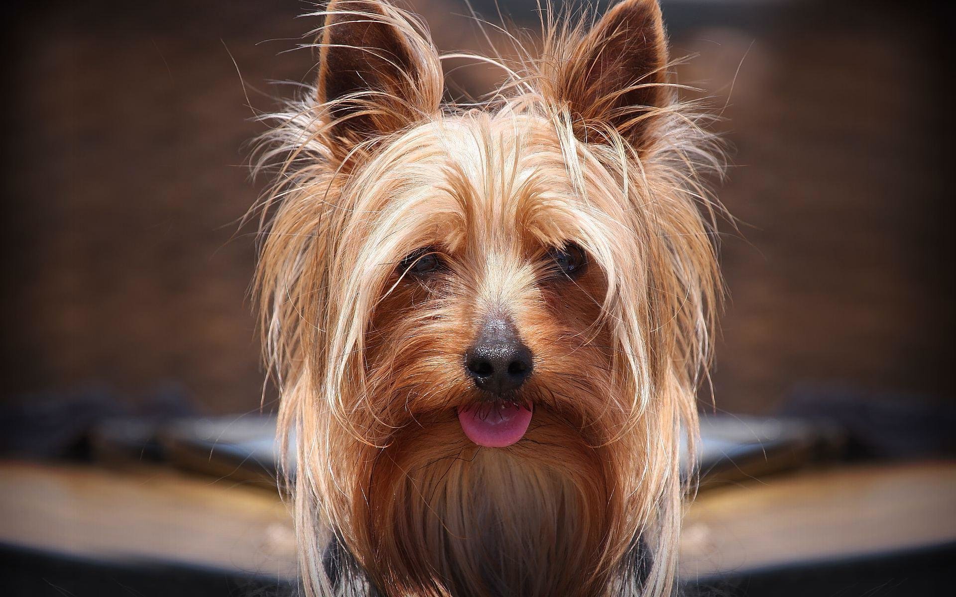 Download Hd Yorkshire Terrier Desktop Background Id - Йоркширский Терьер Продолжительность Жизни - HD Wallpaper 
