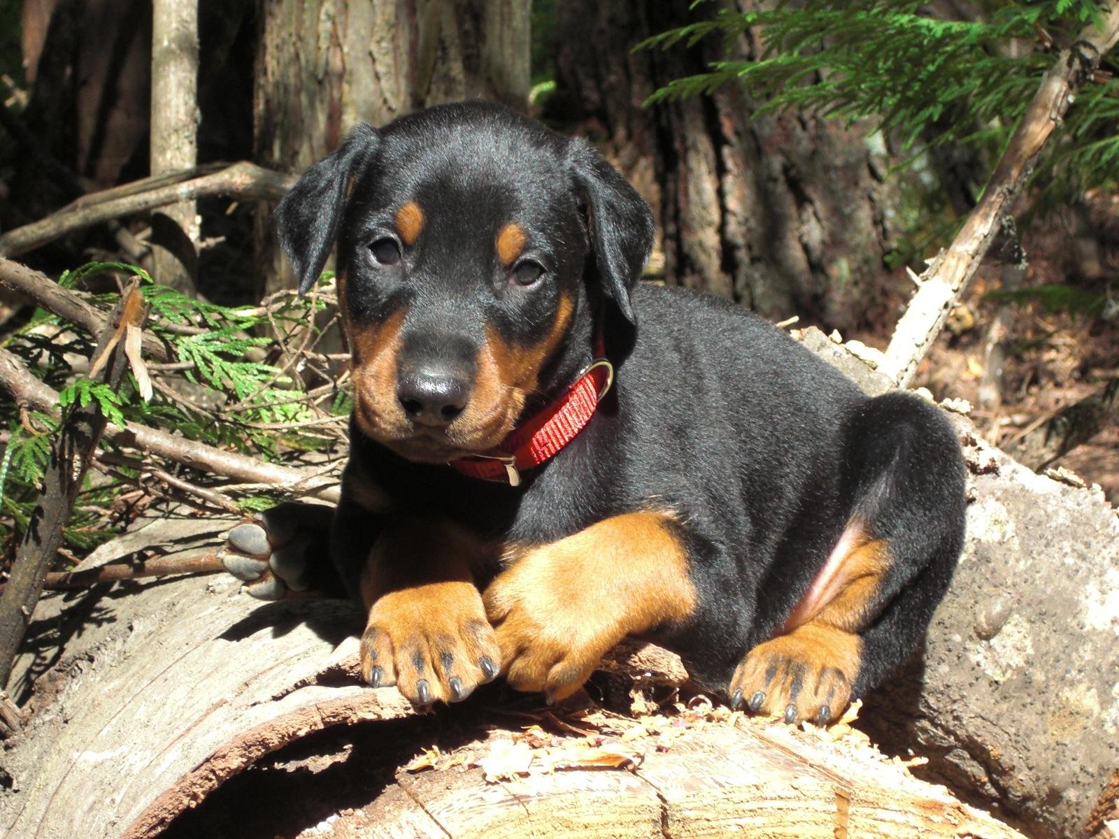 Doberman Bebe 1600x10 Wallpaper Teahub Io Doberman Bebe 1600x10 Wallpaper Teahub Io
