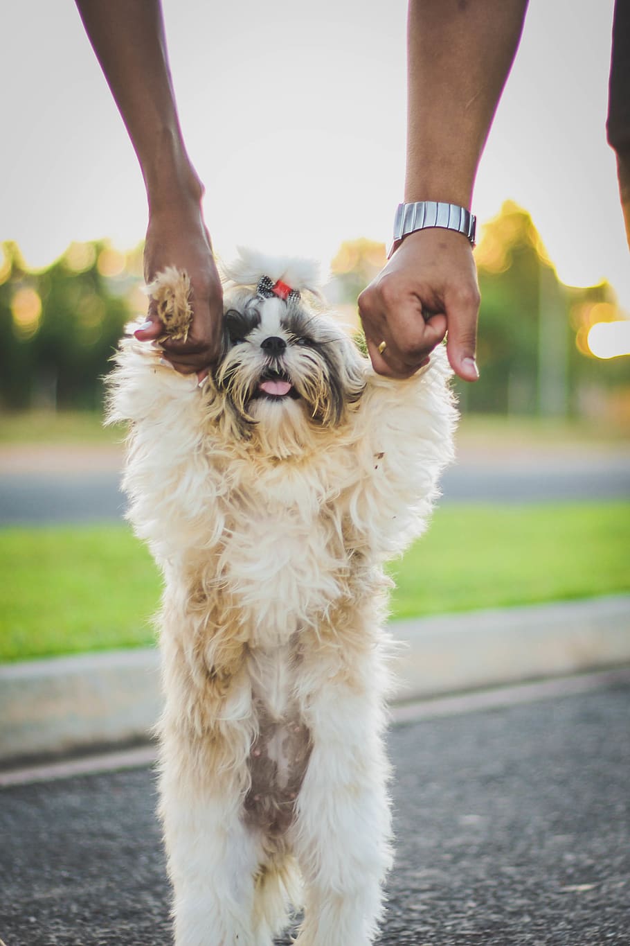 Brazil, Cuiabá, Shih Tzu, Cachorro, Dog, Modern, Children, - Shih-poo - HD Wallpaper 