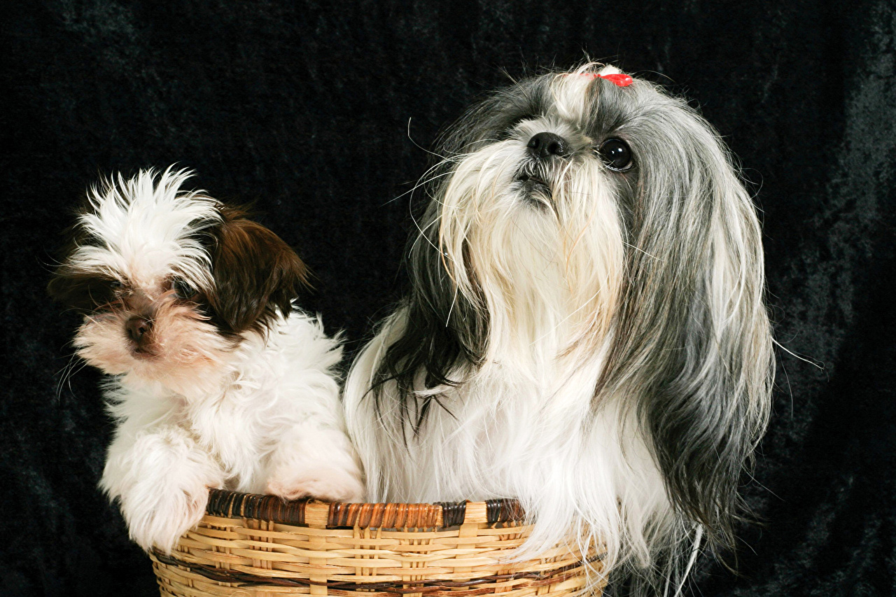 Companion Dog - HD Wallpaper 