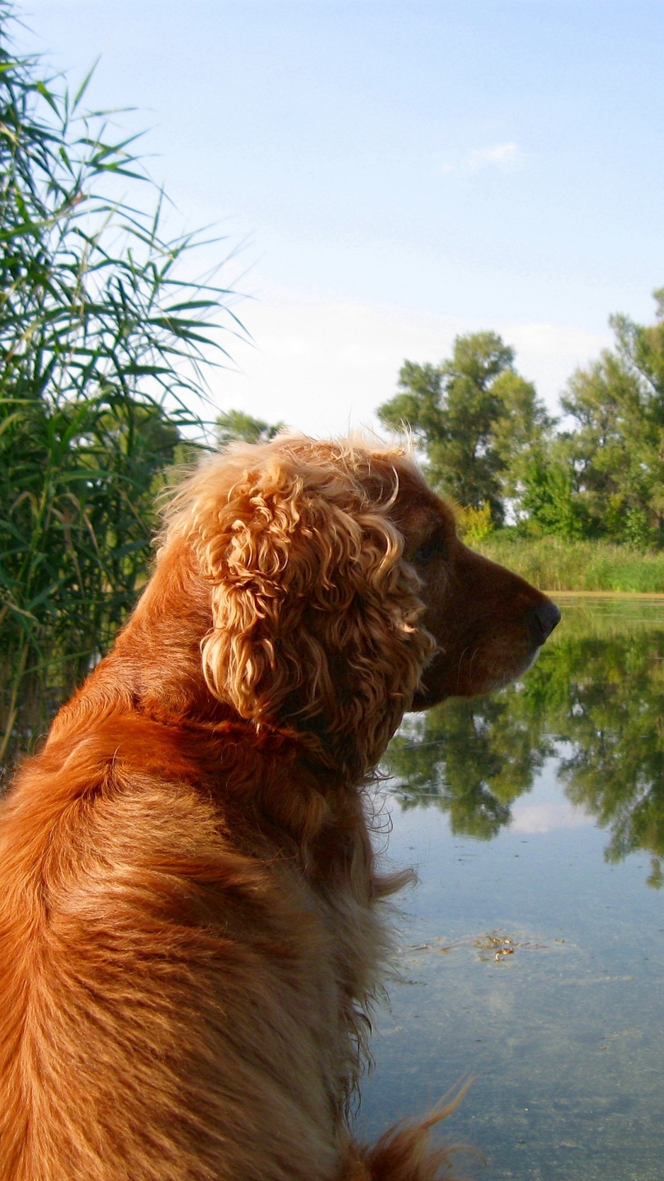 Wallpaper Cocker, Spaniel, Sitting, Pond, Grass - Cocker Spaniels Iphone - HD Wallpaper 