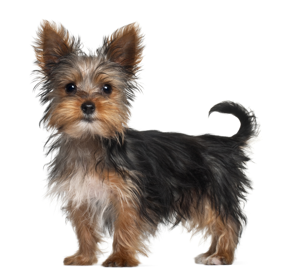 Preview Yorkshire Terrier - HD Wallpaper 