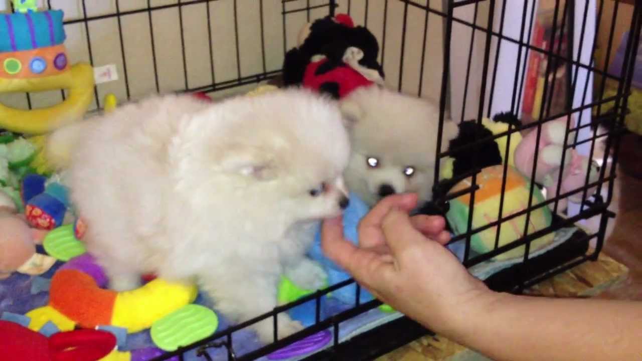 German Spitz Mittel - HD Wallpaper 