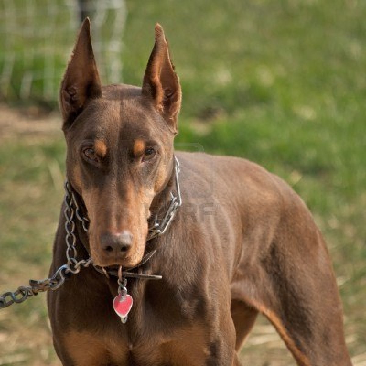 Doberman Pinscher Pictures - Red Doberman Pinscher - HD Wallpaper 