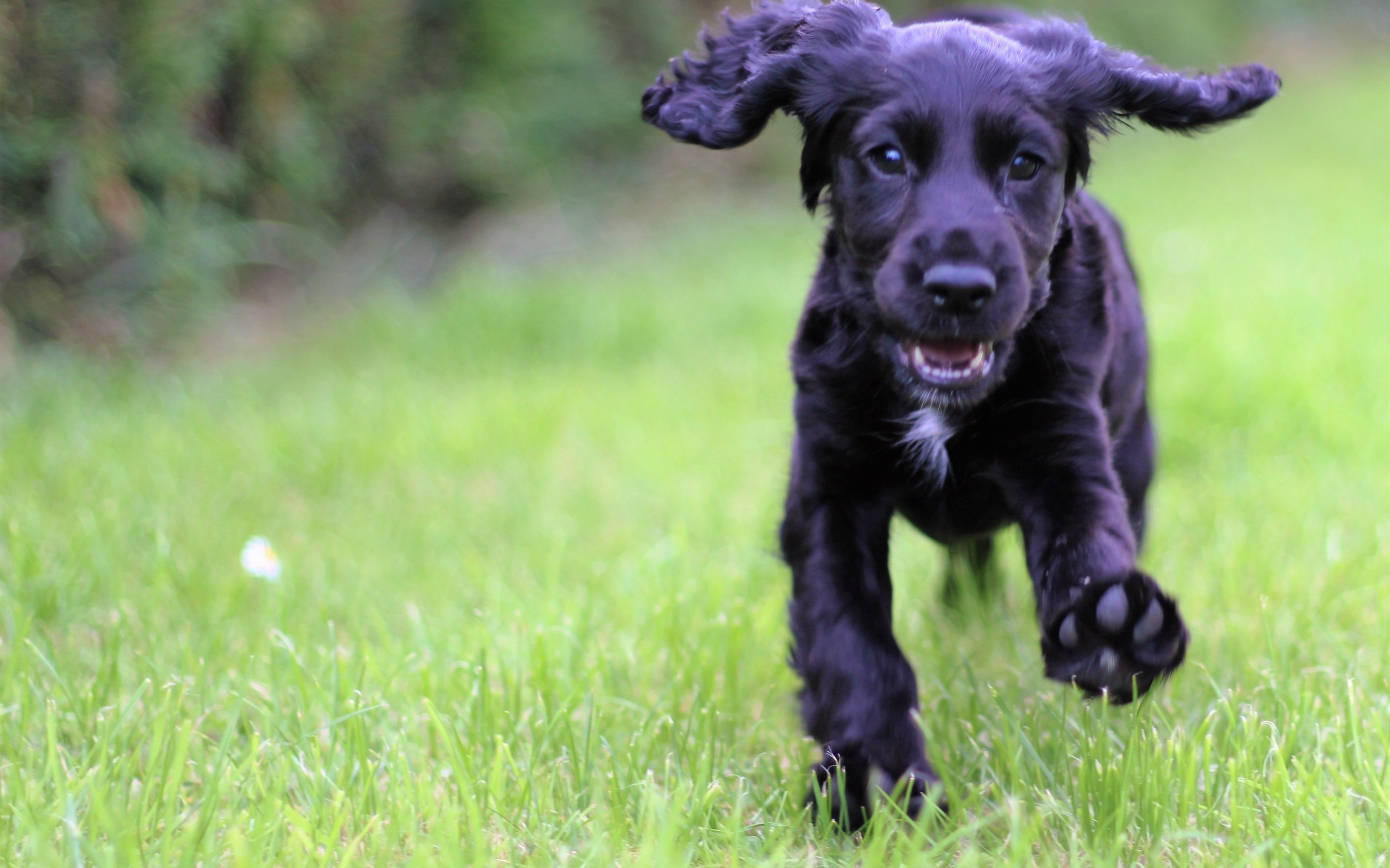 Cocker Spaniel, Black, Running, Grass, Puppy, Dogs - Pawns In The Park Pineville 2019 - HD Wallpaper 