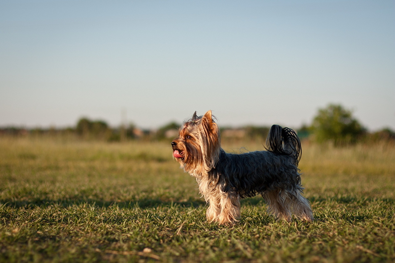 Yorkshire Terrier - HD Wallpaper 