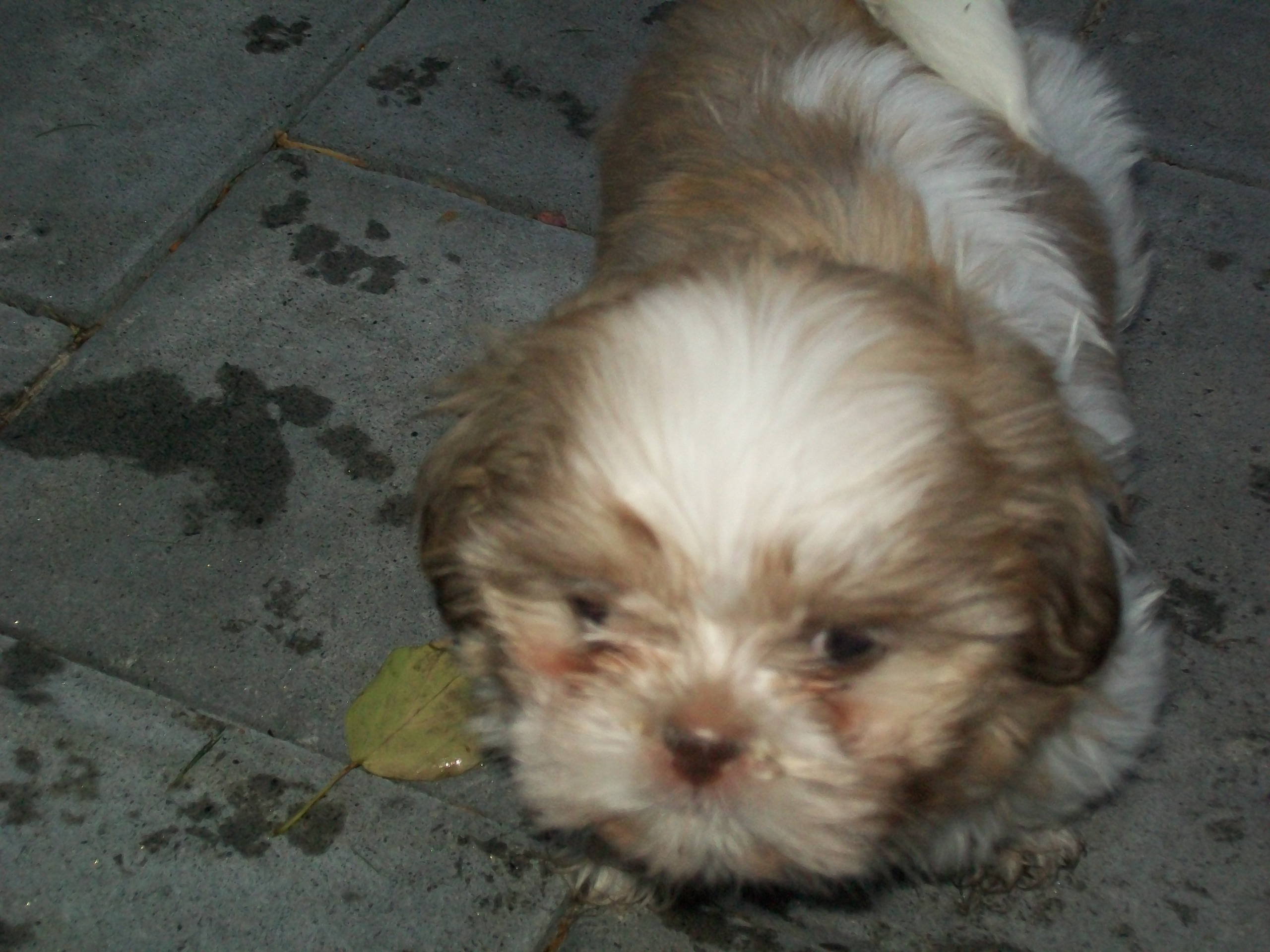 Dusty The Shih Tzu As A Puppy - Shih-poo - HD Wallpaper 