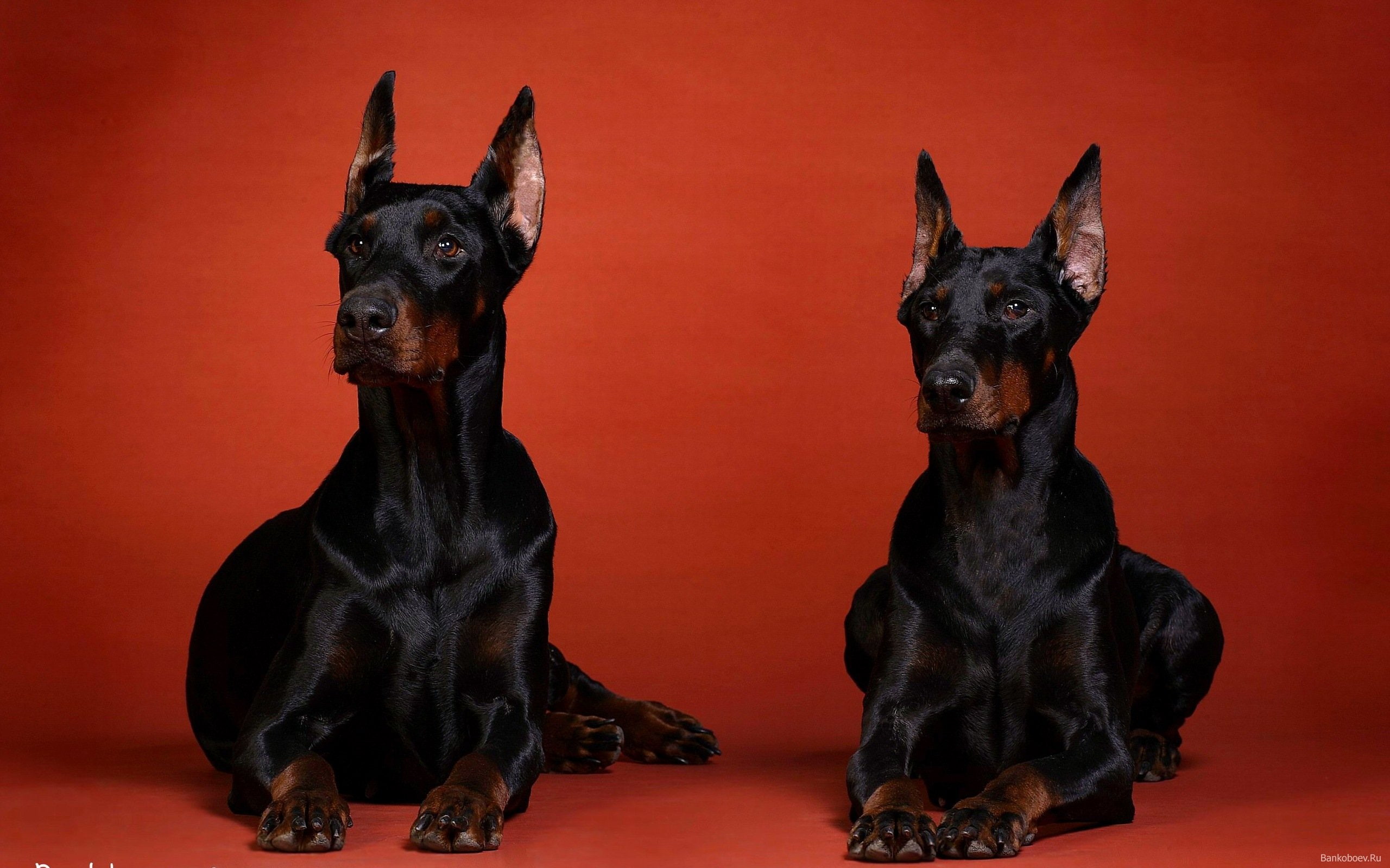 Doberman Dog Wallpaper Hd - HD Wallpaper 