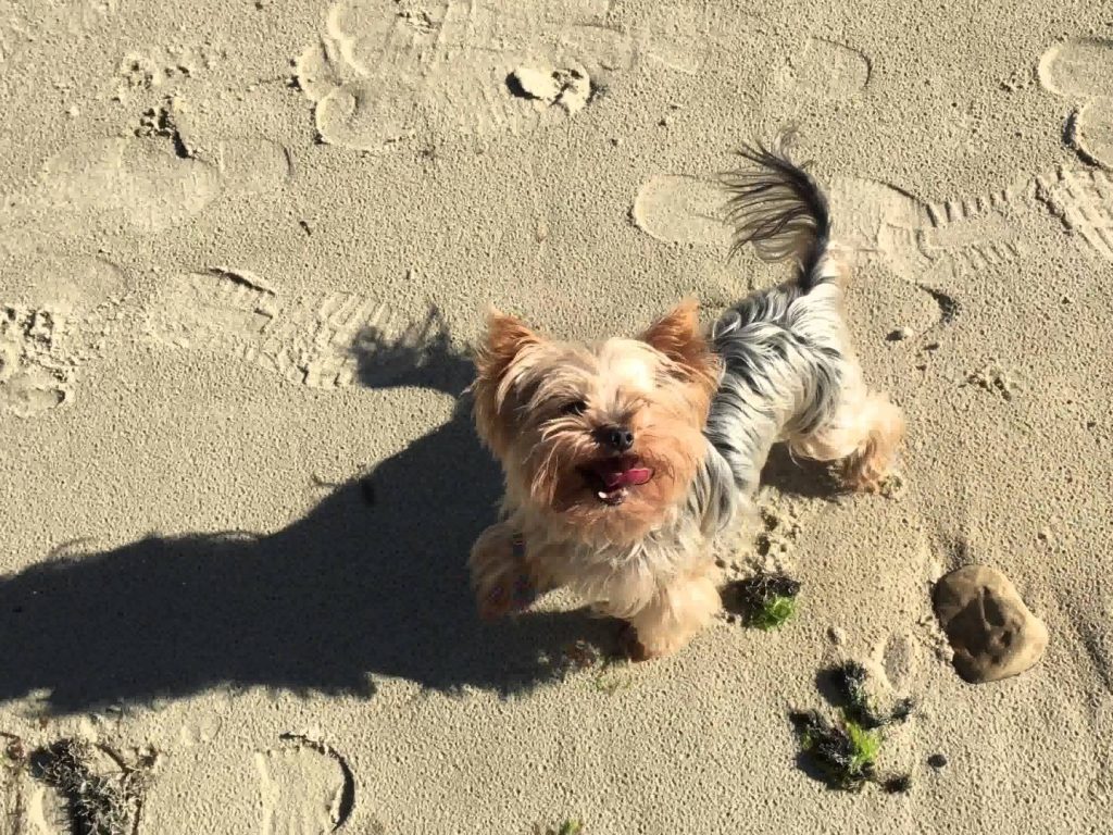 Yorkshire Terrier - HD Wallpaper 