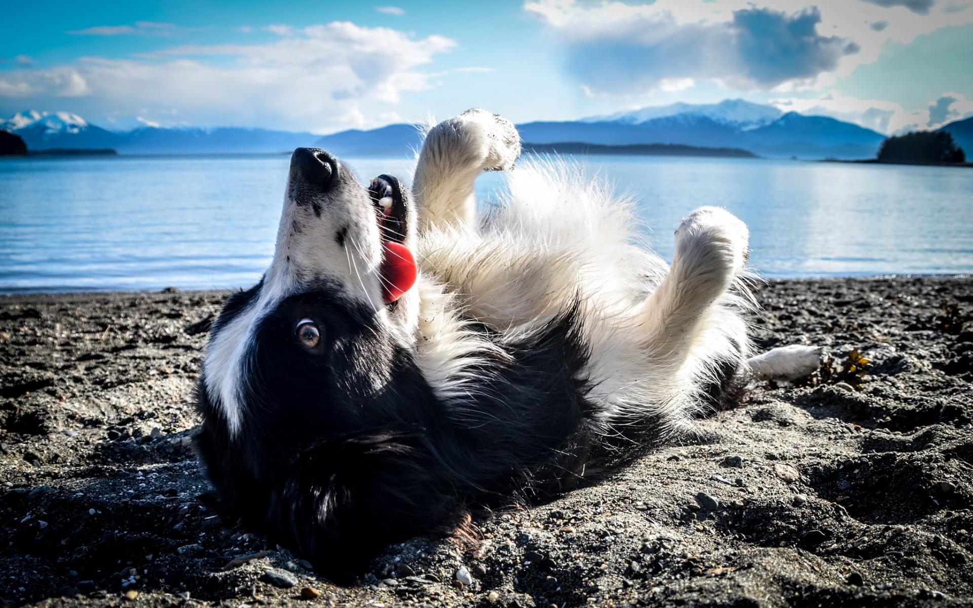 Border Collie Wallpaper Android Apps On Google Play - Border Collie - HD Wallpaper 