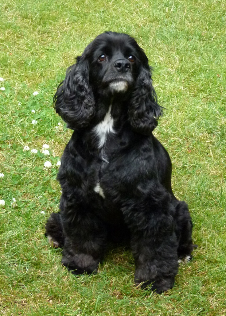 Best Cocker Spaniel Black - Full Grown Cocker Spaniel Black - HD Wallpaper 