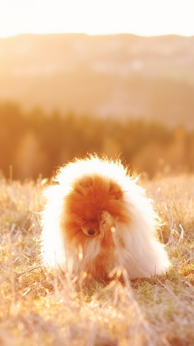 Cute White Pomeranian Wallpaper Iphone - HD Wallpaper 