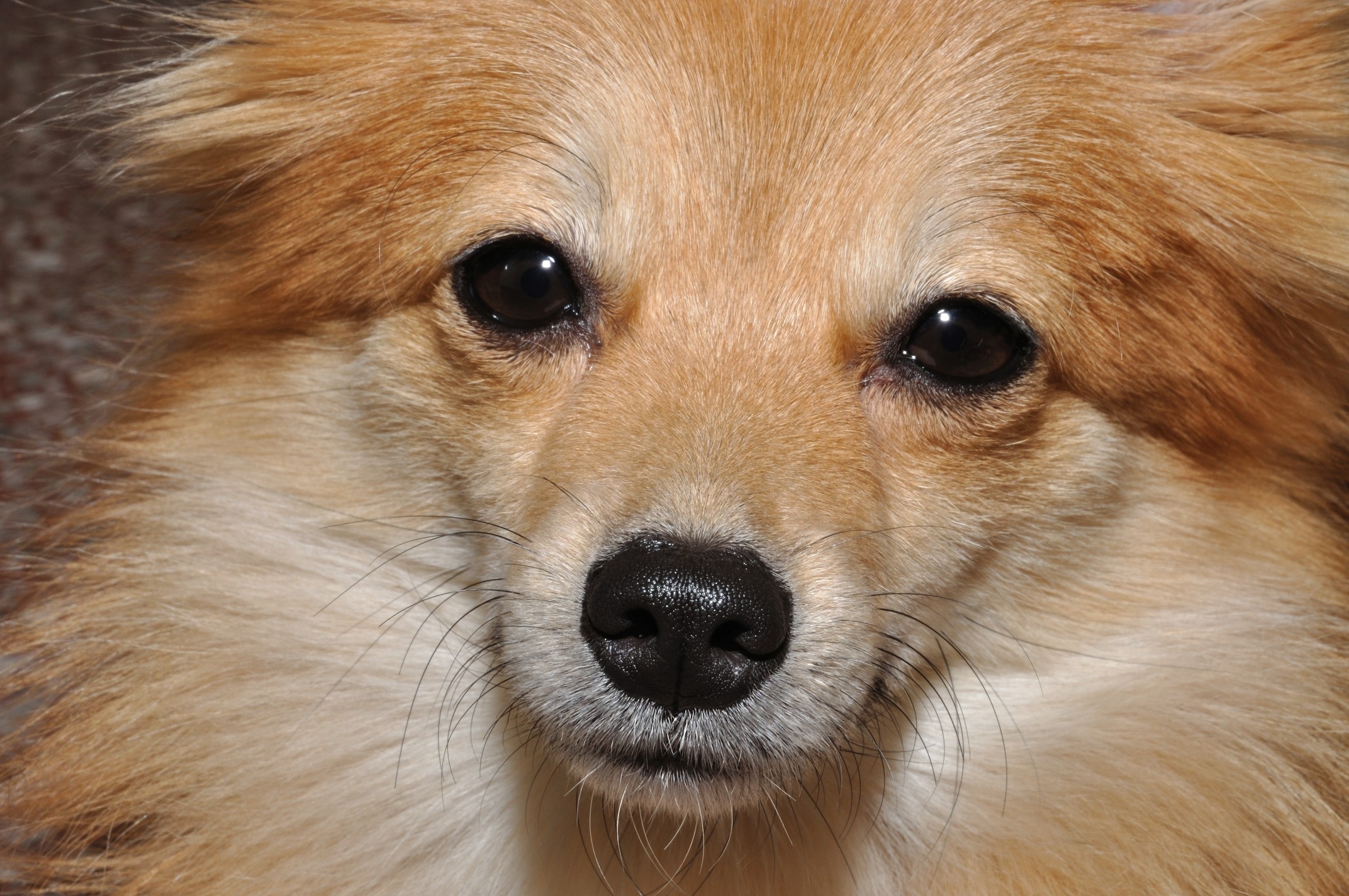 Brown Pomeranian Dog - HD Wallpaper 