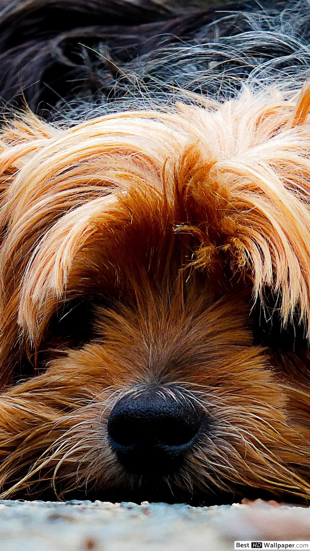 Dog Breeds With Prices In India - HD Wallpaper 