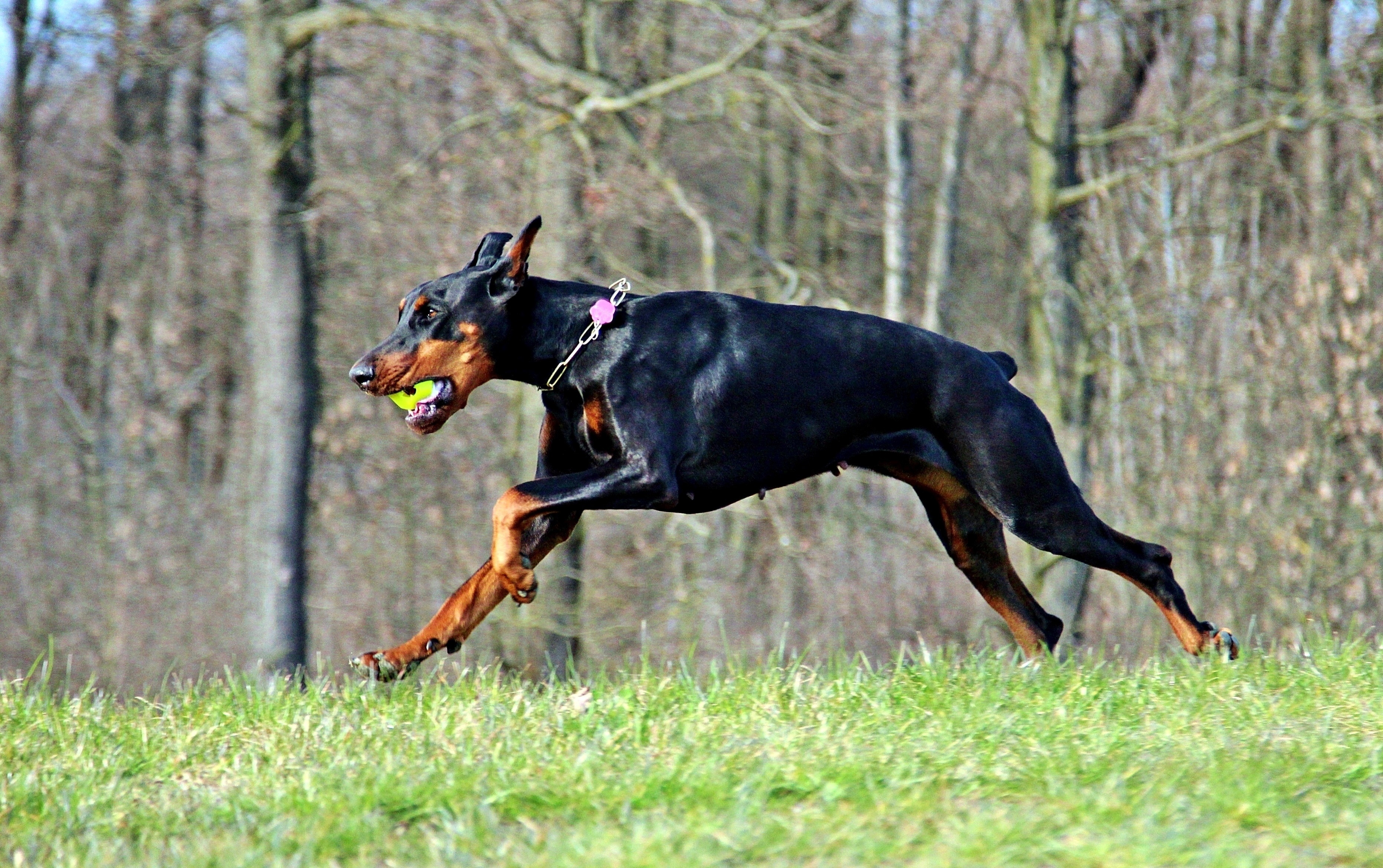 Doberman Running - HD Wallpaper 