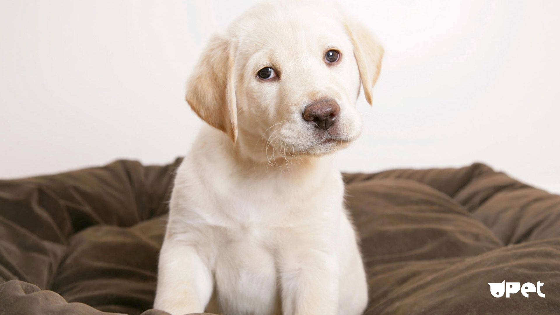 Moving Pictures Cute Dog - HD Wallpaper 