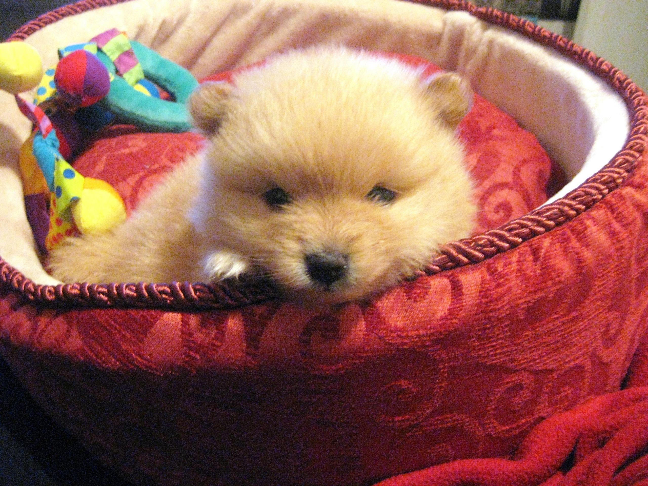 Pomeranian Puppy - Puppy Dogs - HD Wallpaper 
