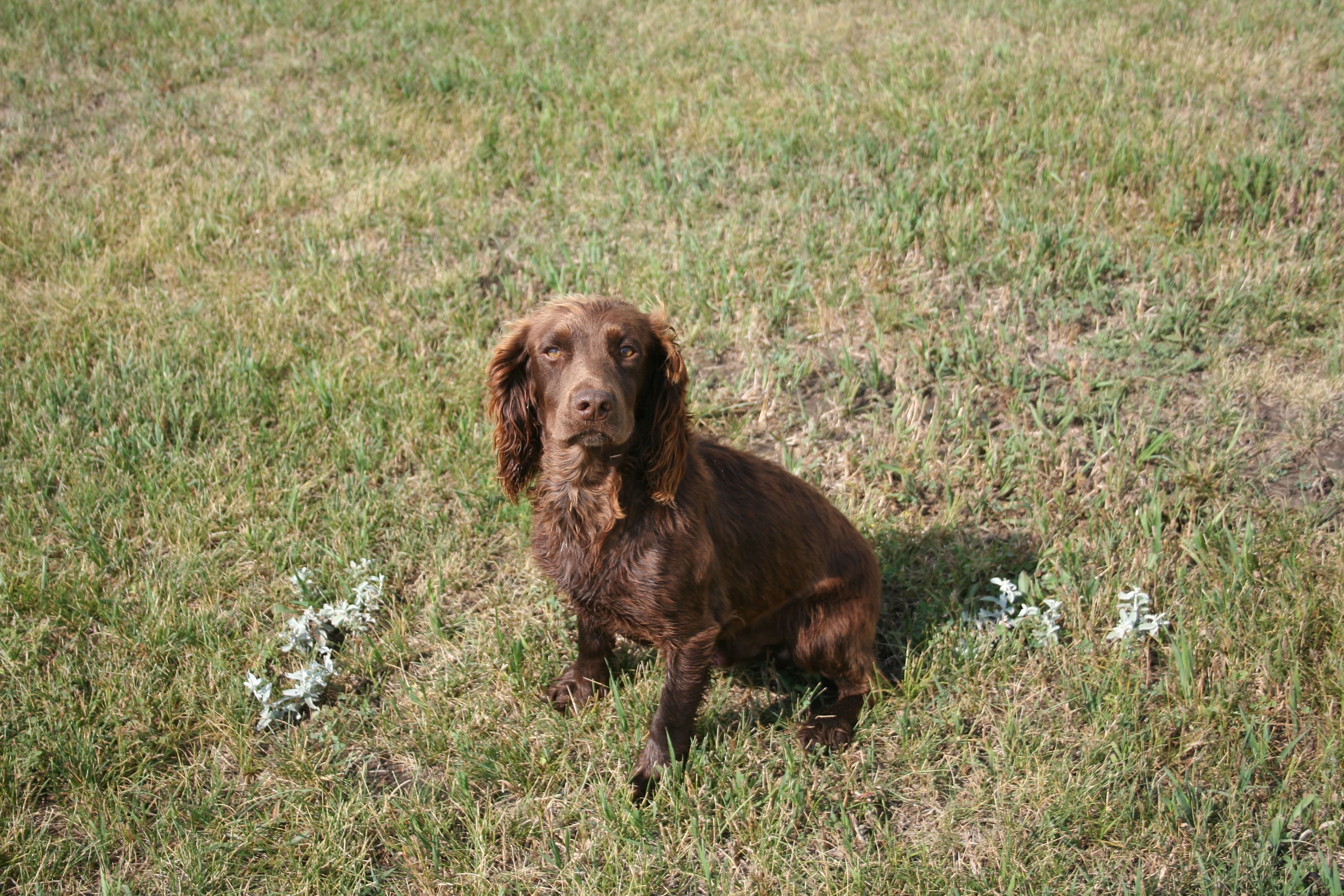 English Cocker Spaniel Computer Wallpaper - HD Wallpaper 