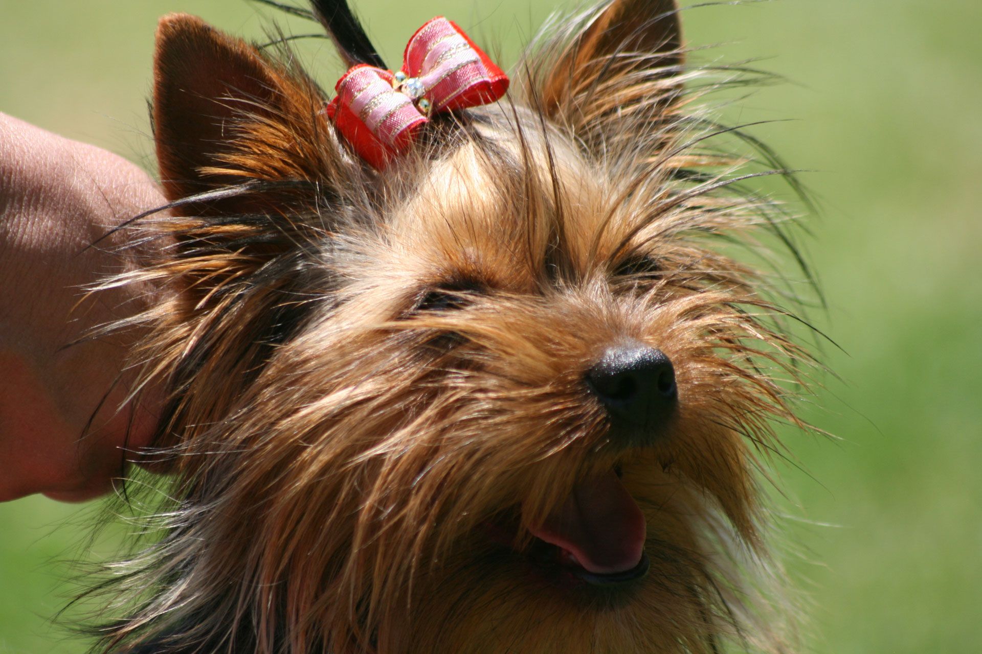 Yorkshire Terrier - HD Wallpaper 