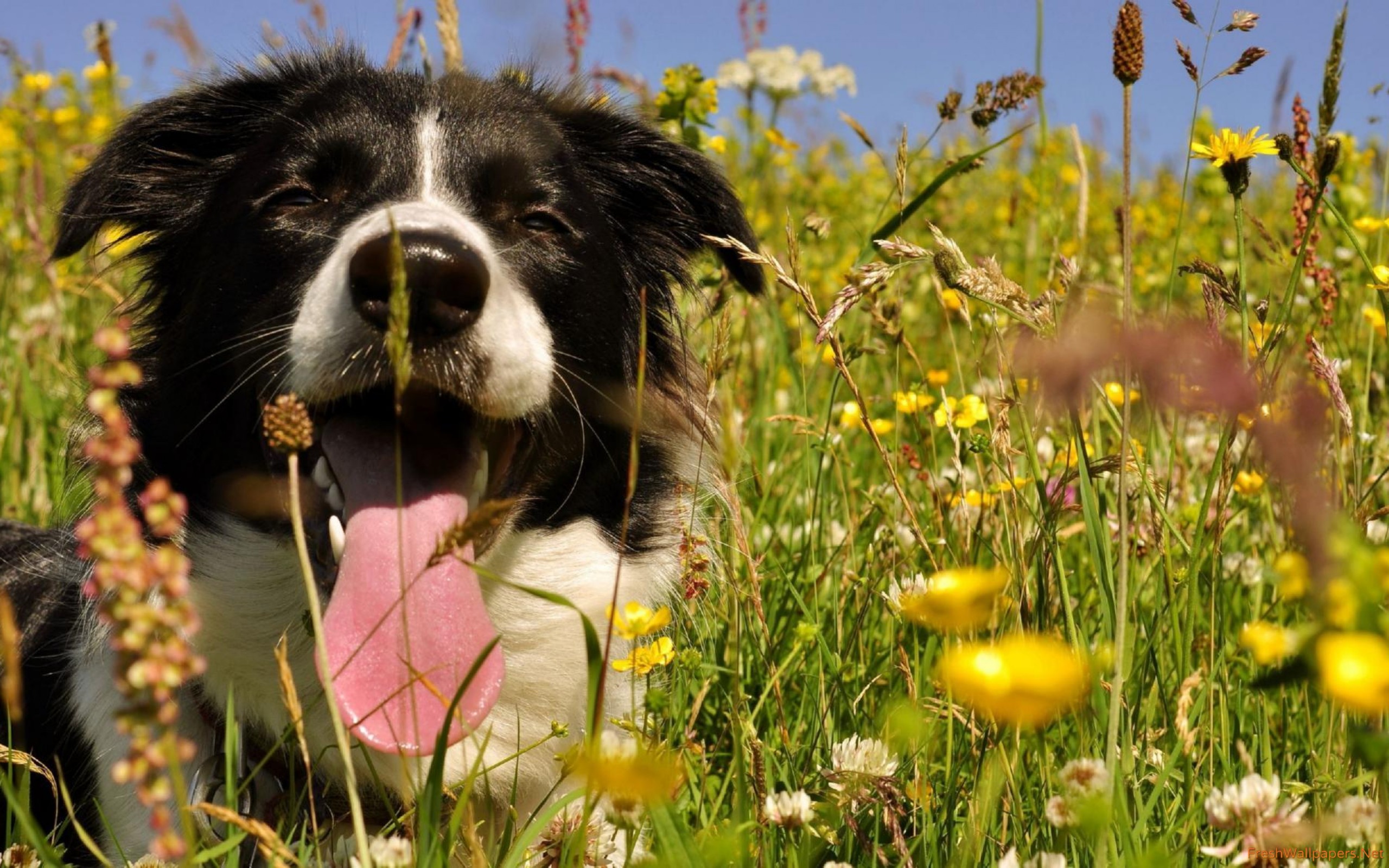 Border Collie - HD Wallpaper 