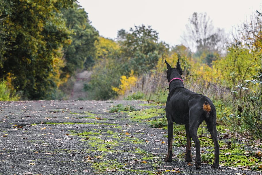 Doberman, Pinscher, Dog, Pet, Field, Meadow, Autumn, - Doberman Pinscher Behind - HD Wallpaper 