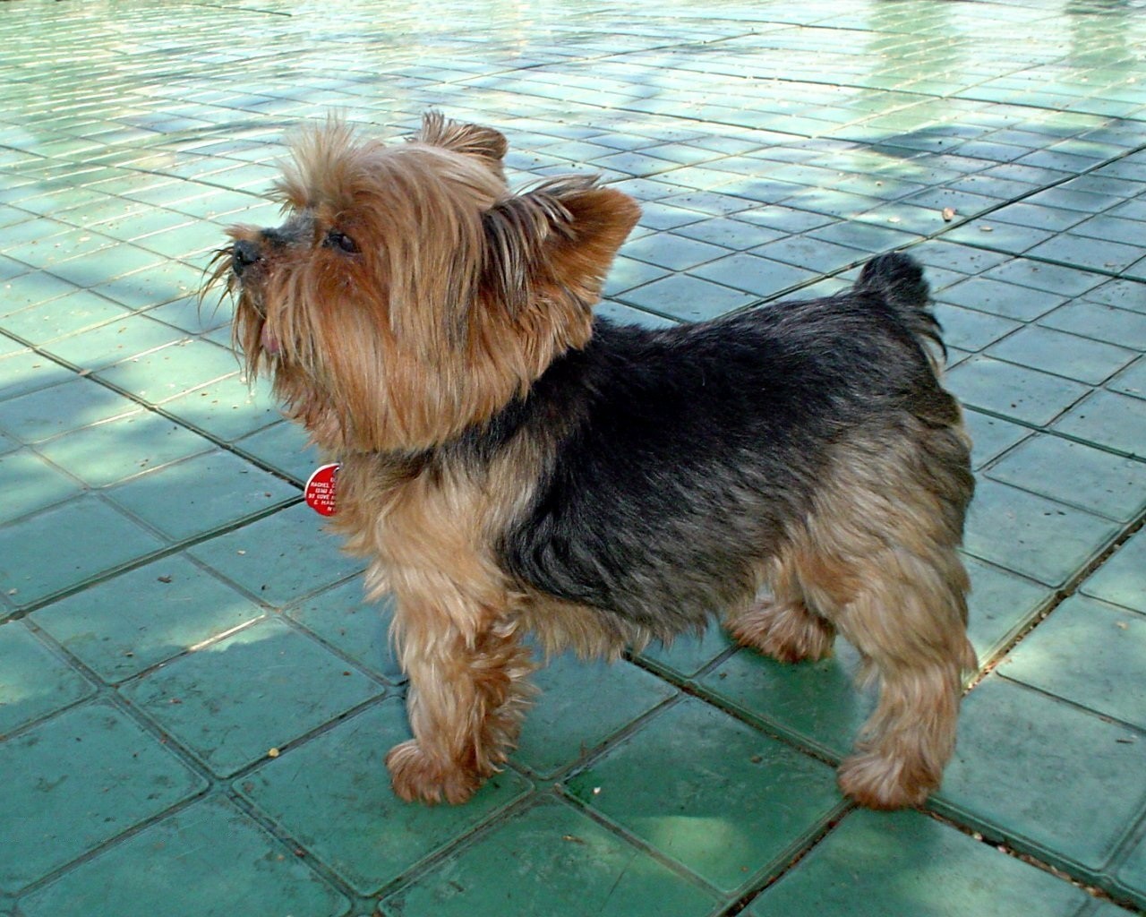 Yorkshire Terrier Short Hair - HD Wallpaper 