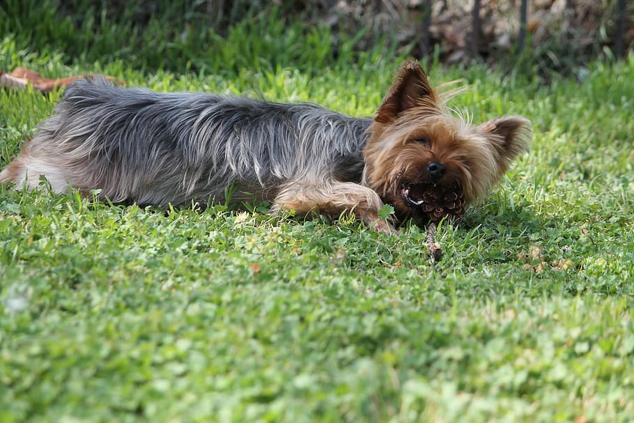 Haley, Yorkie, Terrier, Dog, Pet, Canine, Yorkshire - Yorkshire Terrier - HD Wallpaper 