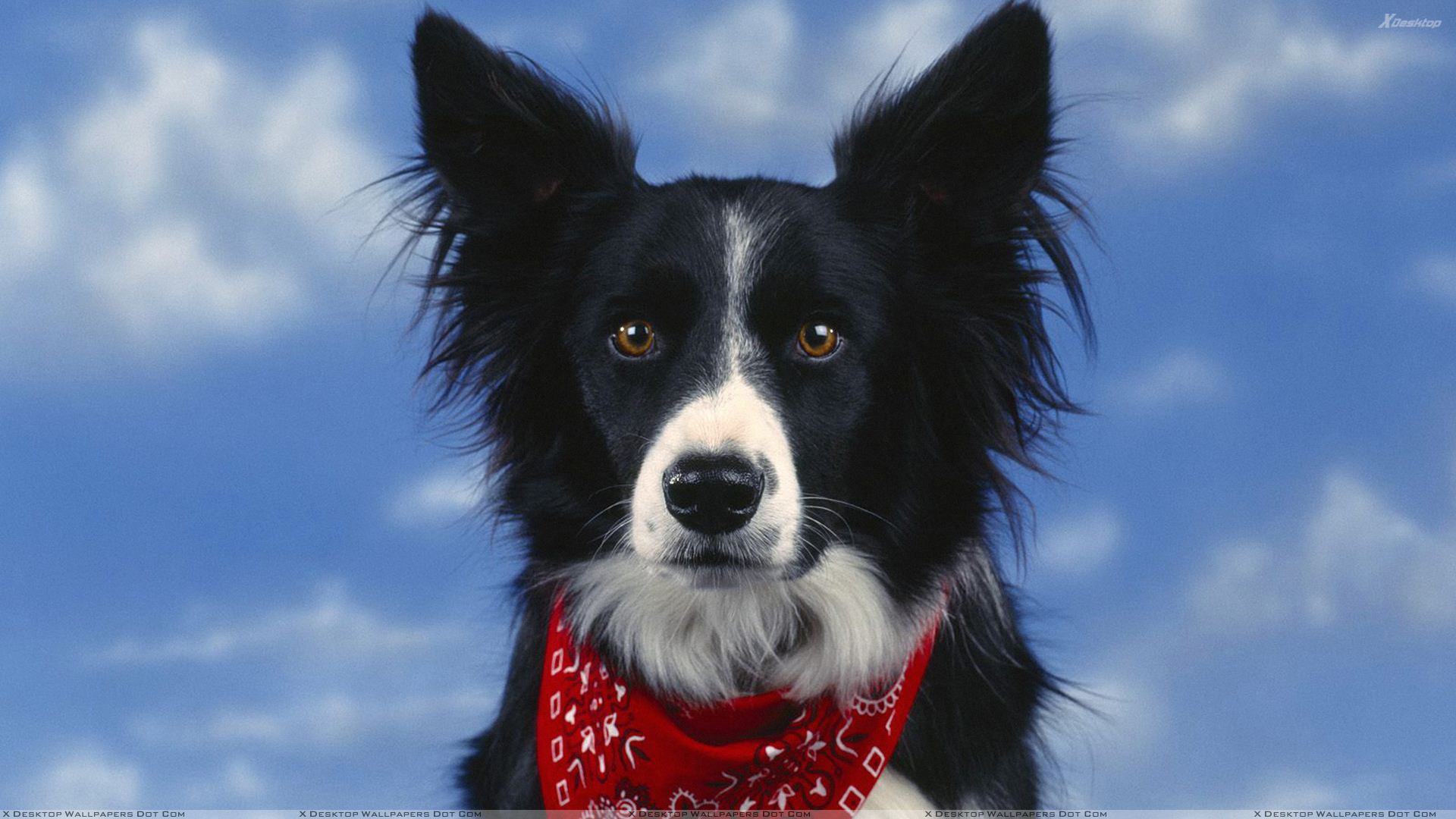 Fondos De Pantalla Border Collie - HD Wallpaper 