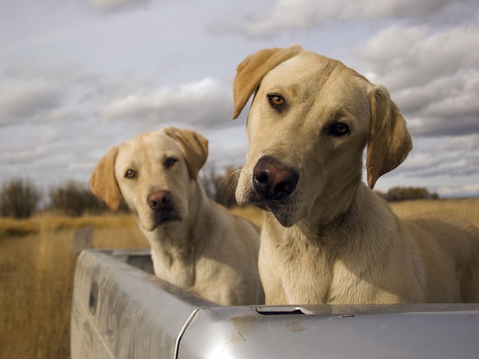 Labrador Dogs - HD Wallpaper 