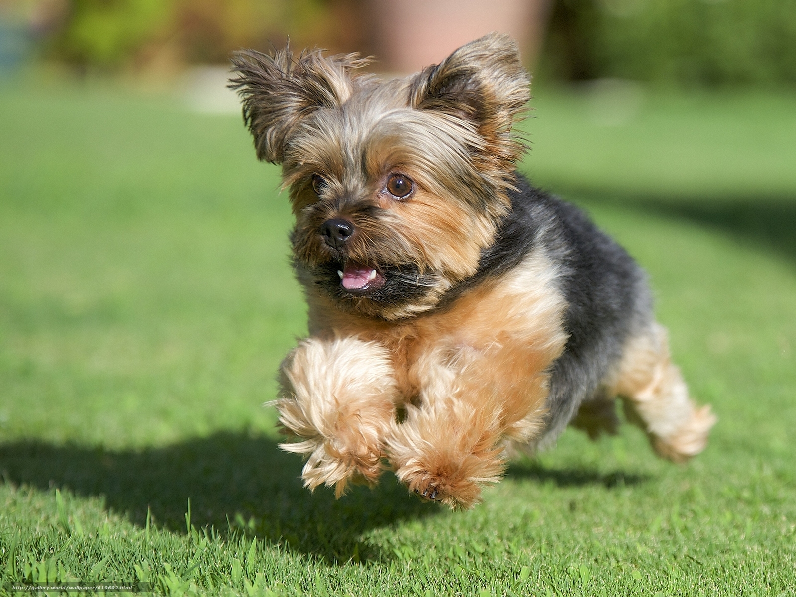Download Wallpaper Yorkshire Terrier, York, Dog, Running - Yorkshire Terrier Running - HD Wallpaper 