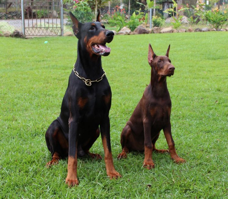 German Pinscher And Doberman 748x652 Wallpaper Teahub Io
