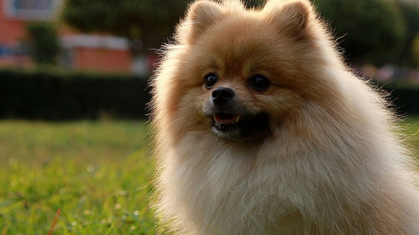 Pomeranian Wallpapers Wallpaper - Pomeranian - HD Wallpaper 