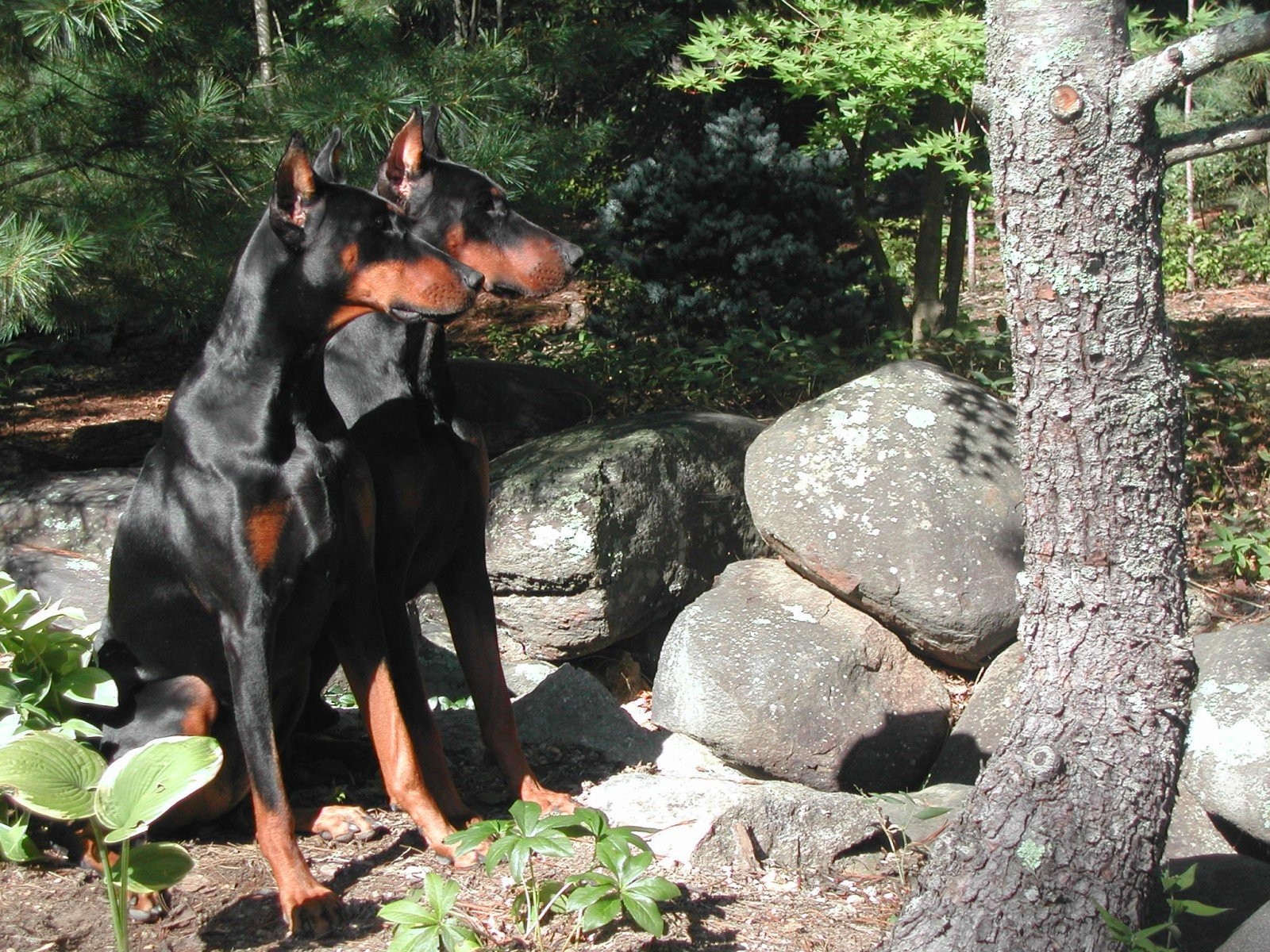 Doberman Pinscher Puppies - HD Wallpaper 