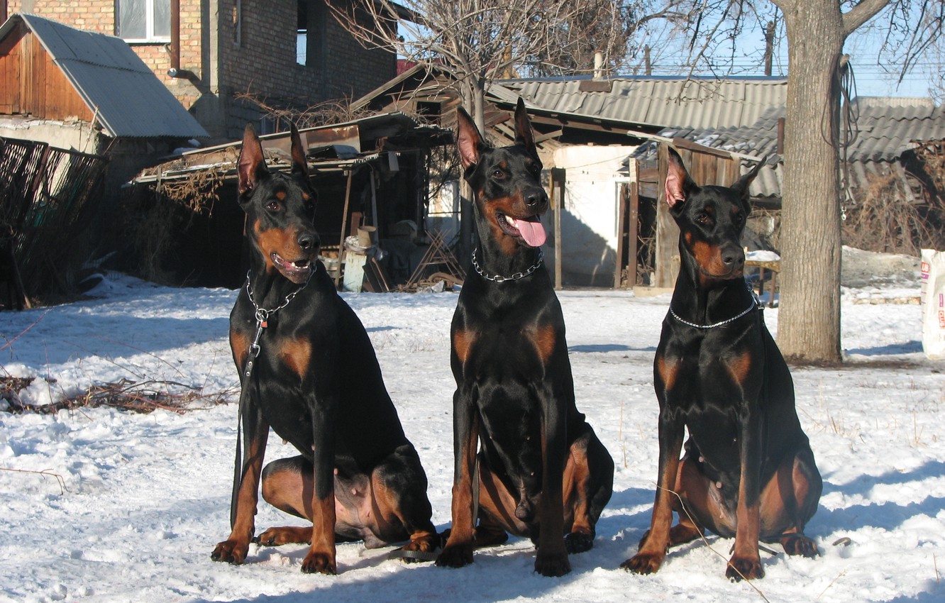 Photo Wallpaper Winter, Snow, Brothers Three Comrades, - Doberman In Snow - HD Wallpaper 