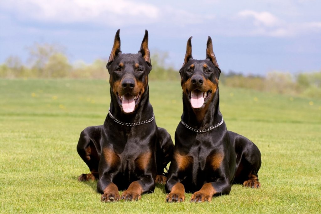 Doberman Pinscher Dog Hd Wallpapers - Aggressive Dogs - HD Wallpaper 