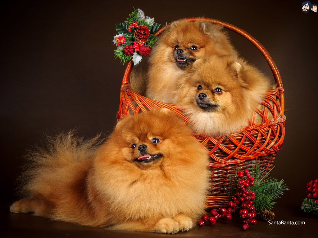 Скачать Обои На Раб Стол Новый Год Собаки - HD Wallpaper 